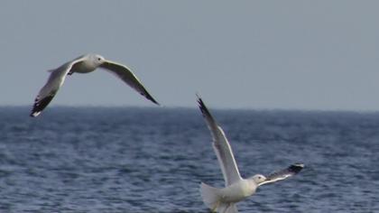 Küçük gümüş martı