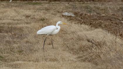 Büyük ak balıkçıl