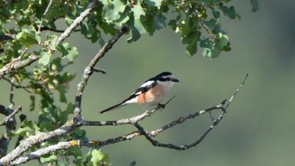 Maskeli örümcekkuşu