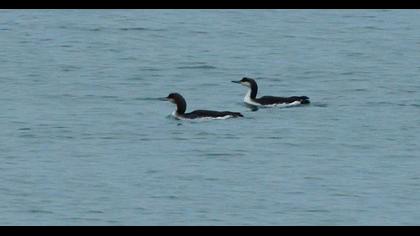 Karagerdanlı ardıç