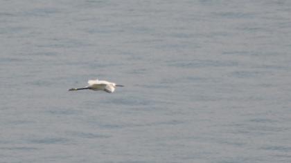 Küçük ak balıkçıl