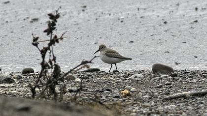 Karakarınlı kumkuşu