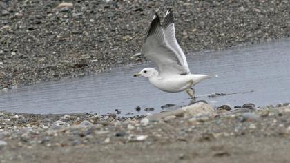 Küçük gümüş martı