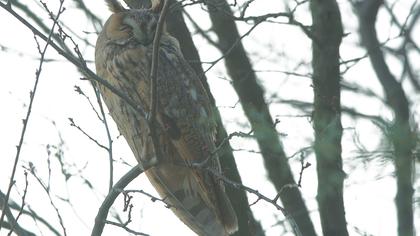 Kulaklı orman baykuşu
