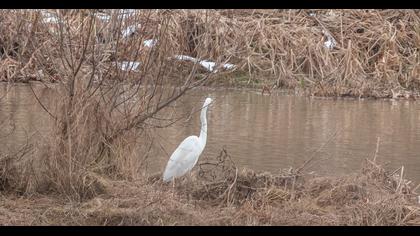 Büyük ak balıkçıl