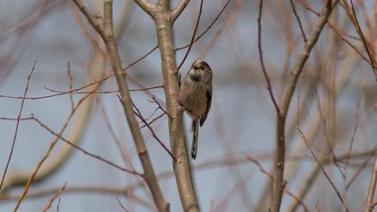 Uzunkuyruklu baştankara
