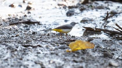 Dağ kuyruksallayanı