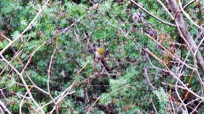 Sürmeli çalıkuşu