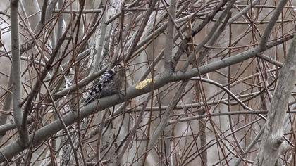 Küçük ağaçkakan