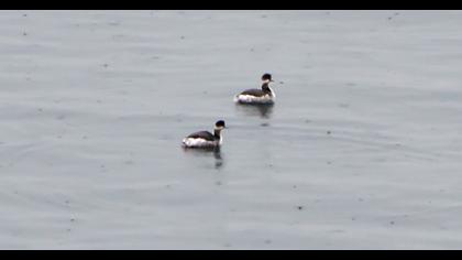 Karaboyunlu batağan