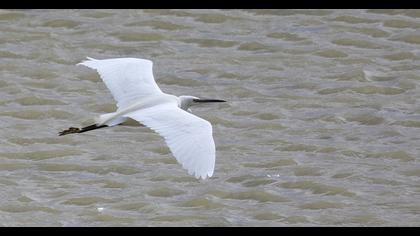 Küçük ak balıkçıl