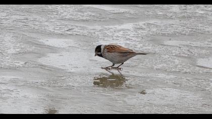 Bataklık Kirazkuşu