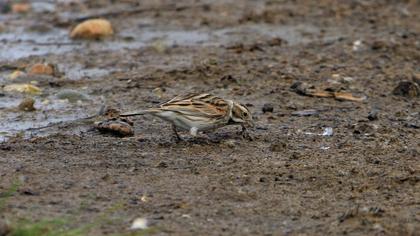 Bataklık Kirazkuşu