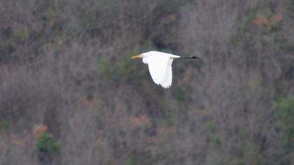 Büyük ak balıkçıl