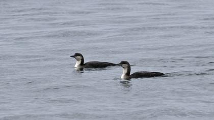 Karagerdanlı dalgıç