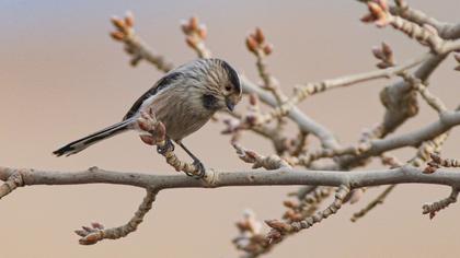 Uzunkuyruklu baştankara