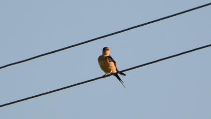 Kızıl kırlangıç