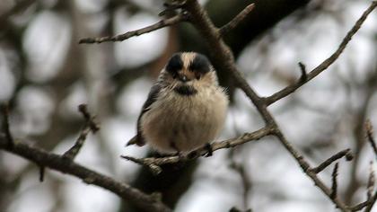 Uzunkuyruklu baştankara