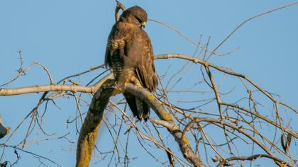 Common Buzzard