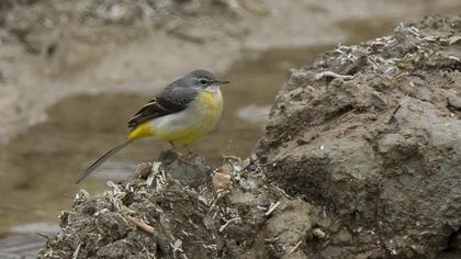 Dağ kuyruksallayanı