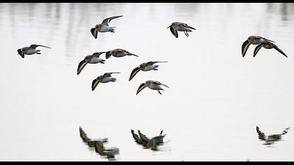 Karakarınlı kumkuşu