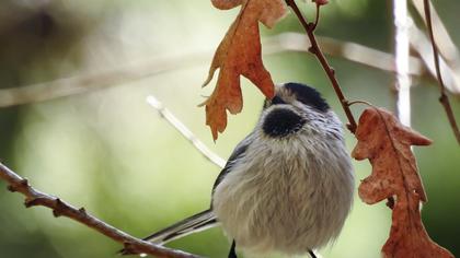 Uzunkuyruklu baştankara