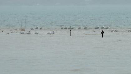 Büyük karabaş martı