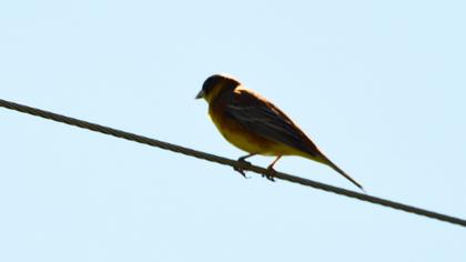 Karabaşlı kirazkuşu