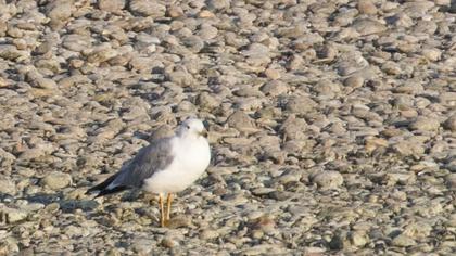 Van gölü martısı