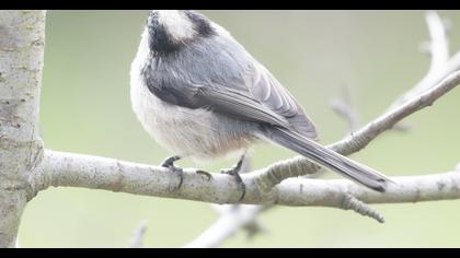 Uzunkuyruklu baştankara