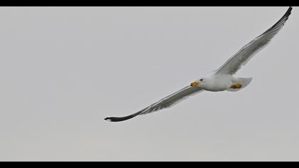 Van gölü martısı