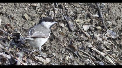 Akyanaklı baştankara