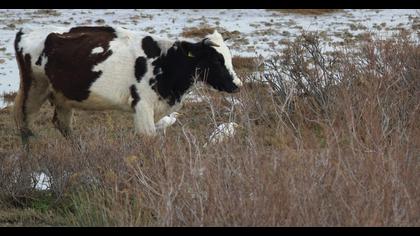 Sığır balıkçılı