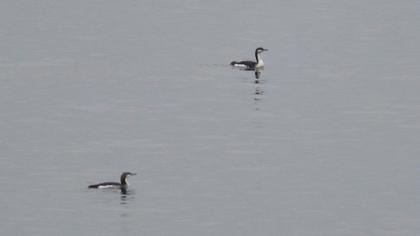 Kızılgerdanlı dalgıç