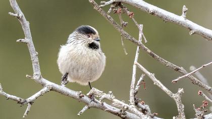 Uzunkuyruklu baştankara