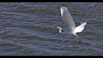 Büyük ak balıkçıl