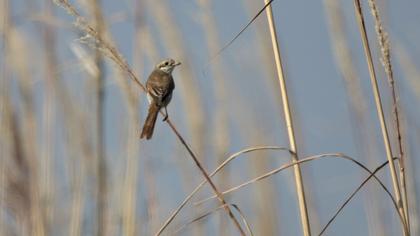 Kızılsırtlı örümcekkuşu