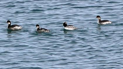 Karaboyunlu batağan