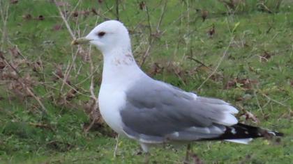 Küçük gümüş martı