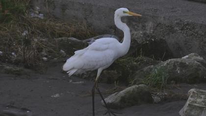 Büyük ak balıkçıl