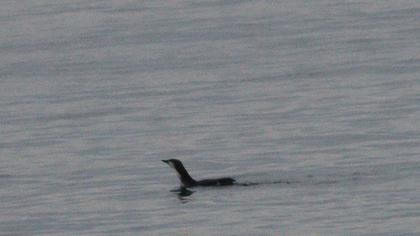 Karagerdanlı dalgıç