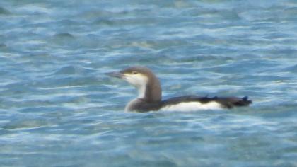 Karagerdanlı dalgıç