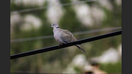 Eurasian Collared Dove