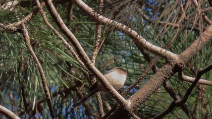 Uzunkuyruklu baştankara