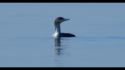 Karagerdanlı dalgıç