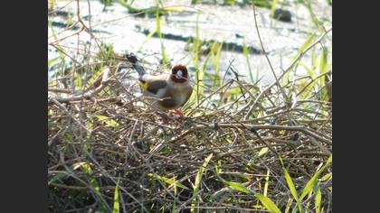 European Goldfinch
