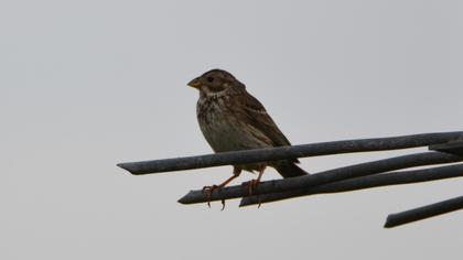 Corn Bunting