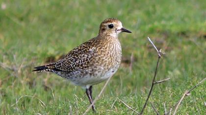 European Golden Plover