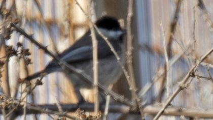 Akyanaklı baştankara