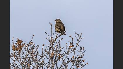 Mistle Thrush